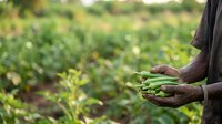 Farmer holding fresh green beans in hands over vegetable garden field during harvest season for agriculture and farming concepts.