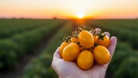 Fresh ripe cherry tomatoes held in cupped hands at sunset over agricultural field rows. Golden hour farming harvest concept for organic produce marketing.