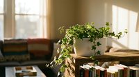 Pothos plant cascading from wooden shelf near sunlit window in modern home interior with natural light and contemporary decor.