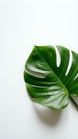 Vibrant green monstera leaf with distinctive white splits and fenestrations displayed on neutral white background, suitable for botanical and interior design projects.