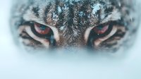 Close-up macro shot of intense wild animal eyes with frost and snow, mysterious predator gaze in winter environment creating dramatic wildlife atmosphere.