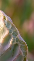 Macro close-up of translucent seed pod with cellular structure and veining, showcasing botanical detail and natural patterns against soft blurred background.