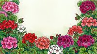 Colorful geranium flowers border frame with pink, red and white blooms on cream background for spring garden design projects and floral decorations.