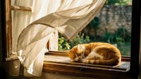 Orange tabby cat sleeping peacefully on wooden windowsill with flowing white curtains in warm sunlight creating cozy domestic atmosphere.