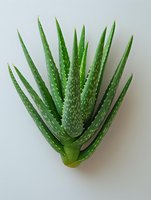 Fresh aloe vera plant with spiky green leaves showing natural spotted pattern on white background, isolated botanical specimen for wellness and skincare designs.