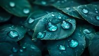 Closeup of teal leaves covered with water droplets after rain, creating a fresh and natural botanical composition for environmental and nature-themed designs.