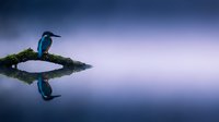 Kingfisher bird perched on mossy branch reflected in calm water during twilight with purple and blue gradient sky creating serene nature scene.