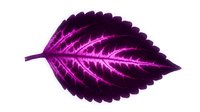 Vibrant magenta leaf with glowing neon veins isolated on white background, perfect for modern design, botanical graphics, and creative projects.