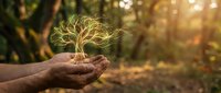 Hands holding young tree sapling with golden sunlight in forest background, symbolizing environmental conservation, sustainability, and eco-friendly growth for nature projects.