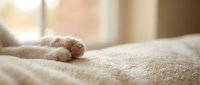 Newborn baby feet on soft beige blanket in warm natural light. Tender moment capturing innocence and new life for family, maternity, and childcare concepts.