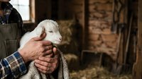 Farmer holding young white goat in barn, agricultural livestock care and rural farming operations for agricultural industry content.