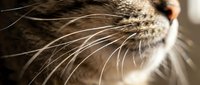 Young tabby cat with prominent white whiskers in close-up profile view, suitable for pet care, veterinary, and animal wellness marketing materials.