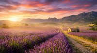 Lavender field at sunrise with purple flowers in rows, mountains backdrop, golden sunlight, rural farmhouse, peaceful countryside landscape scene.