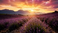 Lavender field at sunset with dramatic golden sky and mountain silhouettes creating romantic countryside landscape for wellness and aromatherapy concepts.