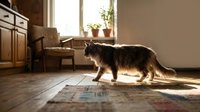 Fluffy domestic cat walking across sunlit kitchen floor with warm natural lighting streaming through window creating cozy home atmosphere.