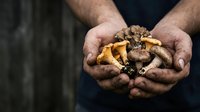 Hands holding freshly harvested mushrooms, ideal for culinary, farming, and food sourcing content.