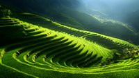 Vibrant green terraced rice fields on mountainside with dramatic morning light creating patterns of shadows and highlights across curved agricultural landscape in misty valley.