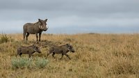 Warthog family grazing in African savanna grassland with mother watching over young piglets in natural wildlife habitat during overcast day.