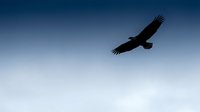 Majestic eagle soaring through clear blue sky with outstretched wings against gradient horizon for wildlife and freedom concepts.
