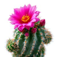 Vibrant pink flower blooming on green barrel cactus with spines, isolated on white background for botanical and gardening designs.