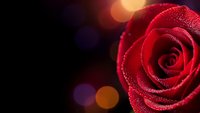 Red rose with water droplets on dark background with warm bokeh lights for romantic occasions and love themes.