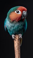 Close-up portrait of turquoise and red-faced parrot perched on wooden branch against black background, showing detailed feathers and expressive eye.