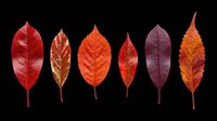 Autumn leaves in red, orange, and burgundy tones isolated on transparent background. Ready for clipart, t-shirt design, stickers, sublimation, and print-on-demand projects.