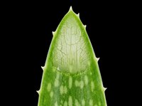Aloe vera leaf cross section isolated on transparent background, showing inner gel texture, ready for stickers, t-shirt design, print on demand, and sublimation.