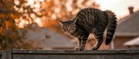 Tabby cat walking on a wooden fence at sunset with warm autumn bokeh background and golden light.