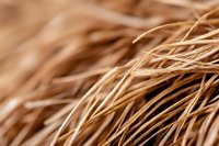 Dry golden wheat straws in macro shot creating abstract natural pattern with soft selective focus and blurred background. Organic farming concept.