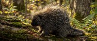 North American porcupine with raised quills sitting on moss-covered log in autumn forest with golden sunlight filtering through trees and ferns.