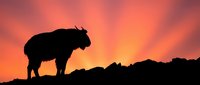 Silhouette of yak standing on rocky mountain ridge against dramatic orange and pink sunset sky creating powerful wildlife landscape composition.