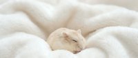Adorable sleeping hamster nestled in soft white blankets creating cozy comfort scene for pet care and relaxation themed projects.
