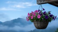 Hanging wicker basket with colorful petunias blooming against mountain landscape and blue sky background for garden decoration and outdoor living spaces.