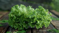 Fresh green lettuce leaves with curly edges on rustic wooden surface, natural lighting creates appetizing look for food photography and healthy eating concepts.