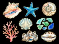 Seashells, starfish, coral, and nautical elements isolated on transparent background. Ready for t-shirt designs, clipart, stickers, sublimation, and print-on-demand projects.