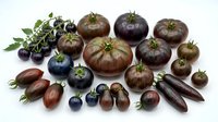 Assortment of purple heirloom tomatoes in various shapes and sizes isolated on white background for culinary design and healthy eating concepts.