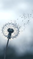 Dandelion seedhead dispersing seeds against soft blurred background, symbolizing growth, change, and new beginnings for nature and wellness designs.