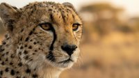 Cheetah with spotted coat and alert expression in natural savanna habitat, wildlife photography for nature and animal content.