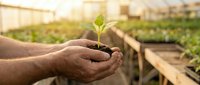 Hands holding young green plant seedling with soil in greenhouse nursery, symbolizing growth, sustainability and organic farming practices.