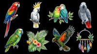 Colorful parrot collection featuring macaws, cockatoos, and tropical birds isolated on transparent background, ready for t-shirt designs, clipart, stickers, and print-on-demand products.