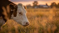 Young brown and white calf in golden sunset pasture with warm lighting. Farm animal portrait showcasing rural agriculture and livestock farming lifestyle.