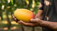 Farmer holding fresh ripe mango in hands at orchard garden. Male worker displaying harvested tropical fruit for agriculture, farming, and food production concepts.
