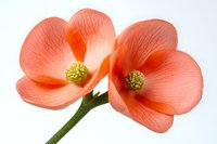 Delicate coral-colored begonia flowers with yellow stamens on green stem against white background, showing detailed texture of translucent petals in macro photography.