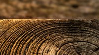 Close-up of natural wood grain rings showing detailed texture and patterns in warm brown tones with blurred background for organic design projects.