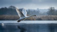 Elegant white swan taking flight over serene lake water with wings spread wide, creating splash droplets in peaceful wetland nature setting.