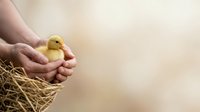 Caucasian hands gently holding a yellow duckling nestled in straw, conveying care and nurturing. Suitable for agriculture, farming, animal welfare, and springtime content.