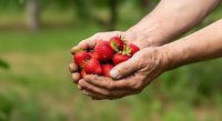 Farmer's hands holding fresh ripe strawberries in an orchard garden setting, showcasing organic produce harvest and agricultural work.