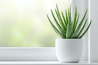 Fresh aloe vera plant in modern white ceramic pot on windowsill with soft natural light and bokeh background, minimalist home decor and wellness concept.