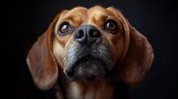 Close up portrait of brown Puggle dog with expressive blue eyes and floppy ears against dark background, showing emotional and soulful gaze.